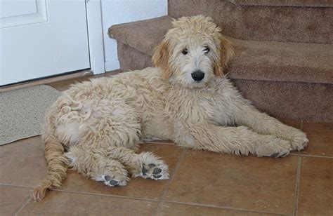 Goldendoodle, Golden Retriever Poodle Mix