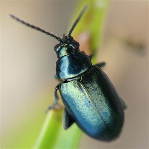 Little blue-green metallic beetle - Altica - BugGuide.Net