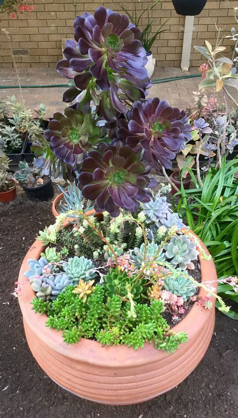 A VERY BIG POT OF MIXED SUCCULENTS.