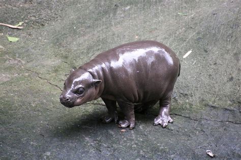 This Baby Pygmy Hippo Is The Cutest Thing On Planet Earth (No Arguing ...