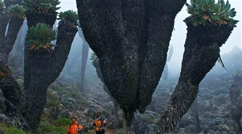 The Giant Groundsels of Mount Kilimanjaro - Illuzone