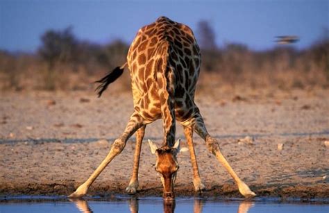 giraffe drinking water - Google Search | Giraffe drinking water, Giraffe, Giraffe facts