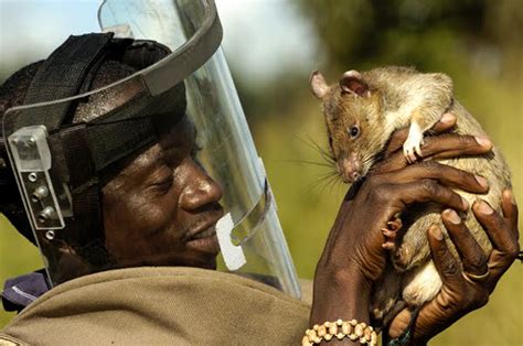 Giant rats are becoming highly-trained bomb detectors and saving African lives and limbs