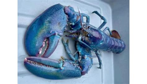 1-in-100 Million 'Cotton Candy Lobster' Caught in New Hampshire