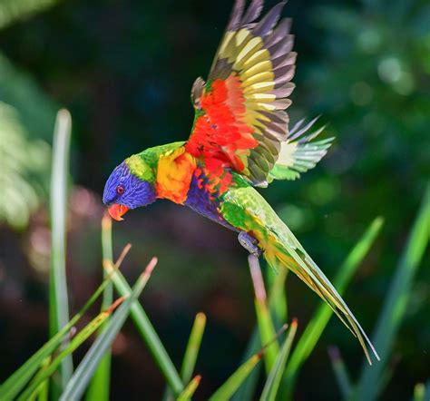 RAINBOW PARROT NATURE PARK (Port Vila) - All You Need to Know BEFORE You Go