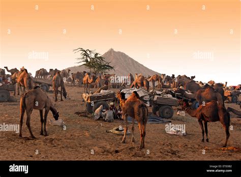 Pushkar Mela ; Rajasthan ; India Stock Photo - Alamy