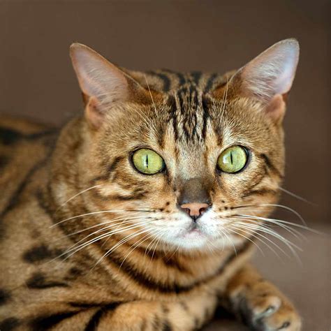 Toyger Cat – Breed profile, care and facts - Pets-Society