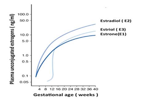 Estriol review: Clinical applications and potential biomedical importance