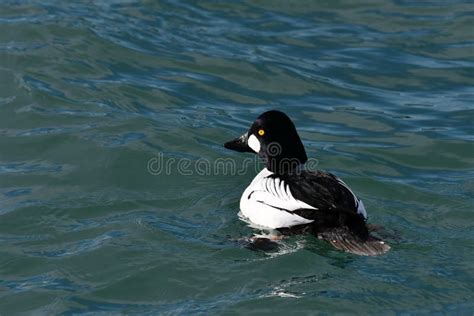 Close Up Male Common Goldeneye Duck Stock Photo - Image of themes ...