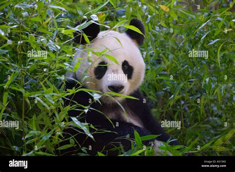 Giant panda in the bamboo forest Wolong Sichuan China Stock Photo - Alamy