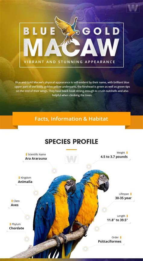 Blue and Gold Macaw: Facts, Habitat, Food & Care (Ara ararauna)