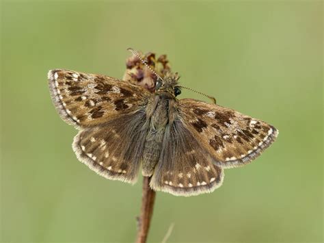 Dingy Skipper | Butterfly Conservation