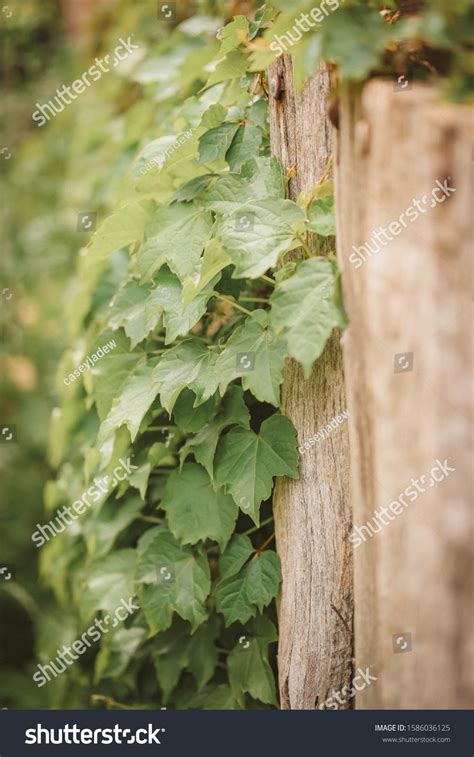 Boston Ivy Creeper Plant Growing Over Stock Photo 1586036125 | Shutterstock