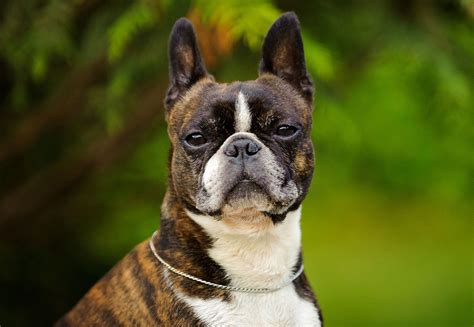 Boston Terrier | Description, Temperament, & Facts | Britannica