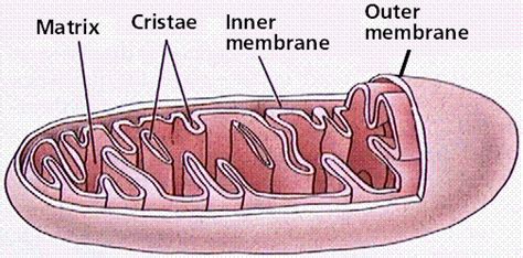 mitochondria gifs | WiffleGif