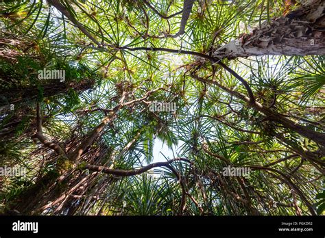 Tall treetops at the Rainforest Boardwalk, Cairns Botanic Gardens, Edge Hill, Far North ...