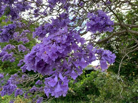 Jacaranda mimosifolia-Beautiful flower! : r/flowers