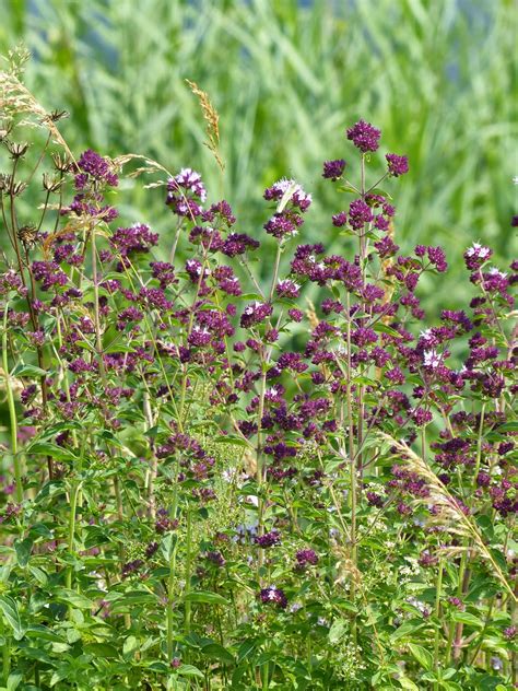 Origanum vulgare | Wild flowers of Europe by Anita Beijer