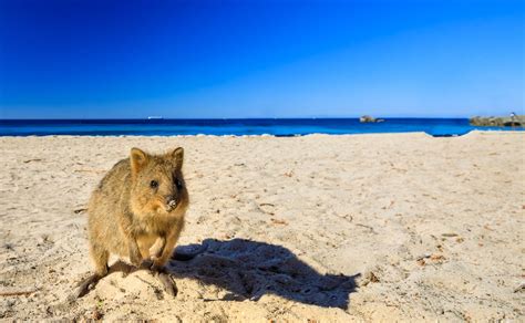 How to Plan the Perfect Rottnest Island Day Trip | Australia Your Way