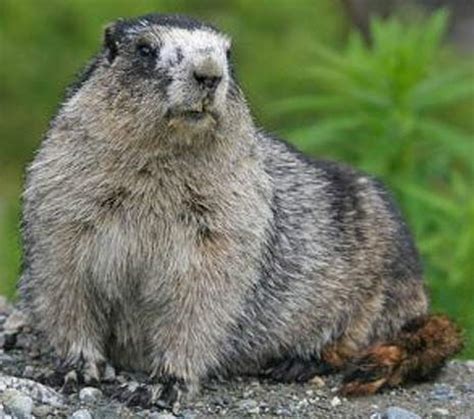 Hoary Marmot - Mountain Whistler | Animal Pictures and Facts | FactZoo.com