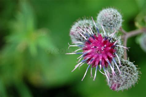 Burdock flower stock image. Image of pointy, thorns, nature - 11227051