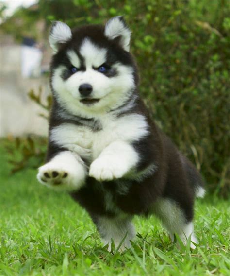 adorable longhair husky💋