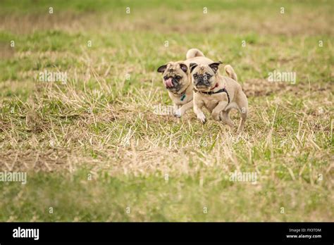 Two fawn Pugs, Buddy and Bella Boo, running in a field in Marymoor Park ...