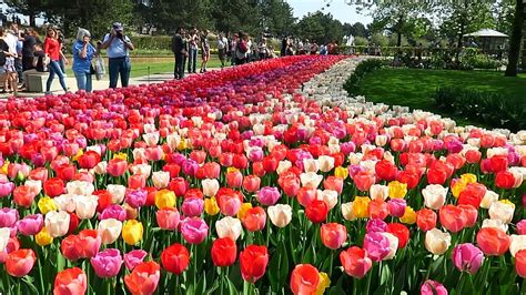 Tulips in Spring - Keukenhof garden, Netherlands - YouTube