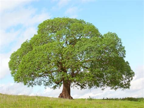 John's buckeye tree | Buckeye tree, Beautiful landscapes, Garden trees