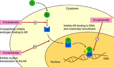 Emtansine Mechanism Of Action