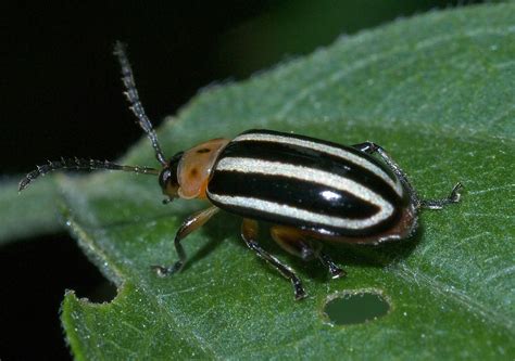 36 Common Beetles With Stripes (Pictures And Identification)