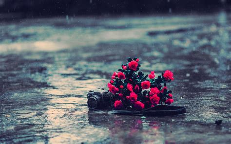 camera, Flowers, Macro, Rain, Wet Wallpapers HD / Desktop and Mobile Backgrounds