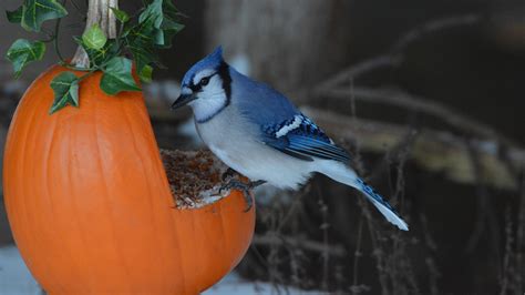 The Perfect DIY Pumpkin Bird Feeder For The Fall