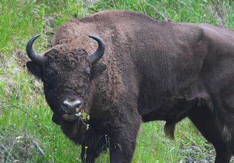 First all-male European bison transport to boost herd genetics in the Southern Carpathians ...