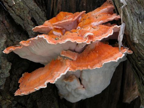 sulfur shelf | Western Pennsylvania Mushroom Club