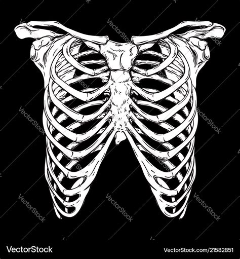 Rib Cage Anatomy Art / Rib Cage Ribcage Thorax Human Anatomy Bones With Butterflies Art Board ...