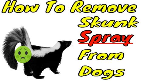 How to remove skunk spray from dogs - YouTube