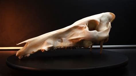 ArtStation - Boar Skull - 360 Reference photos | Resources