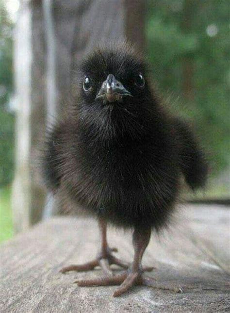 Cute Funny Animals, Animals And Pets, Raven Pictures, Animal Pictures, Beautiful Birds, Animals ...