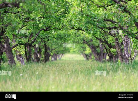 Old fruit orchard in spring Stock Photo - Alamy