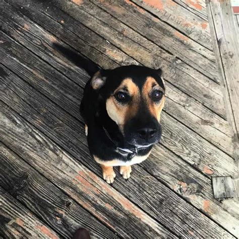 Black Pitbull German Shepherd Mix Puppies