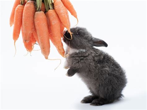 Premium Photo | Cute little rabbit eating carrot