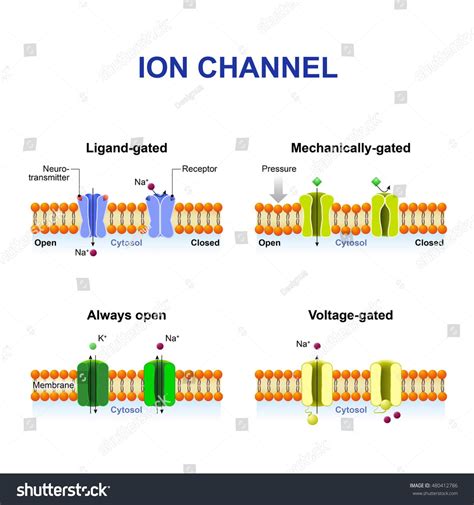 Ligand Gated Ion Channels