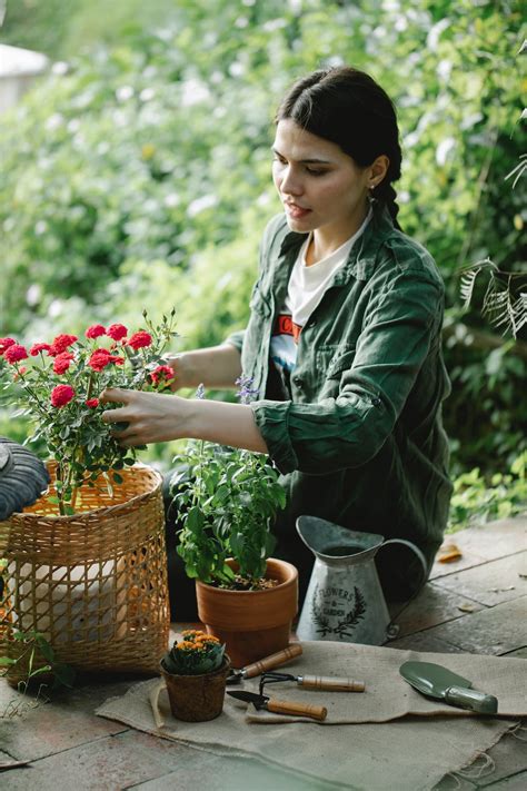 Focused woman taking care of potted roses · Free Stock Photo