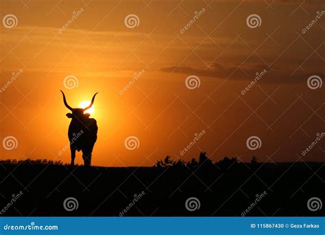 Cow Silhouette on Sunset on the Field Stock Photo - Image of design, spain: 115867430