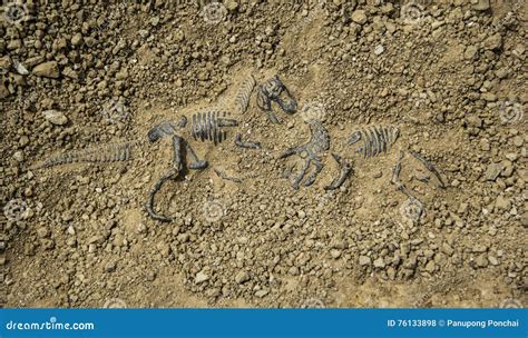 Fossil dinosaur fight stock photo. Image of archaic, evolution - 76133898