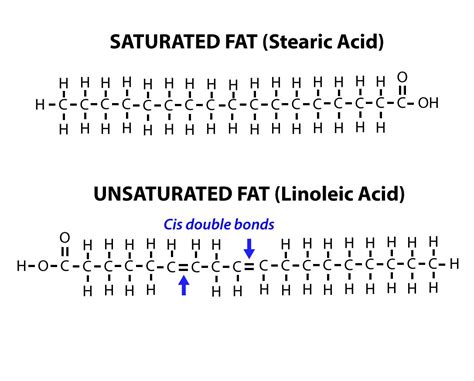 Unsaturated Fatty Acid Medical Definition at James Wadkins blog