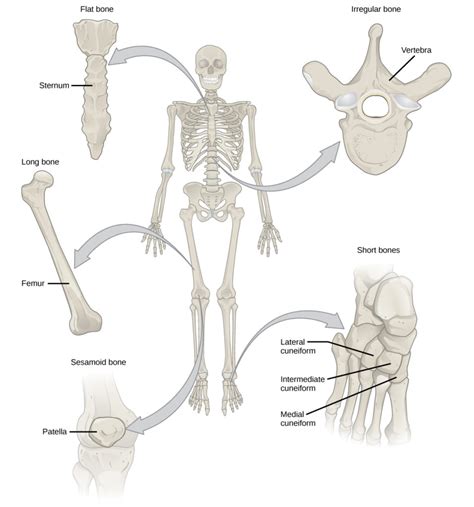 Bone | BIO 101 | | Course Hero