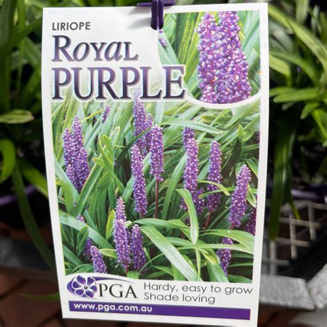 Liriope Royal Purple | AcornNursery