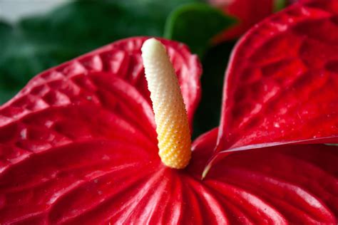 How to Grow and Care for Anthurium Plants